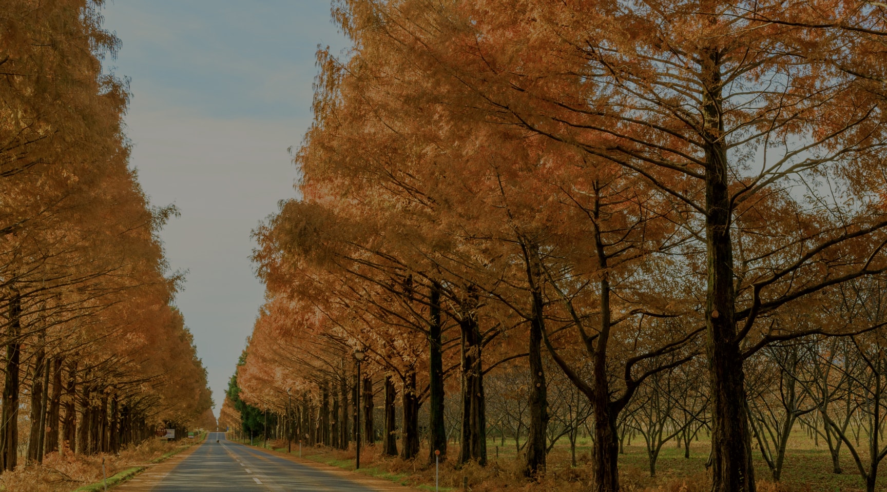 紅葉するメタセコイア並木